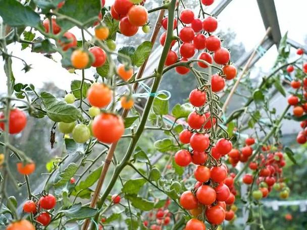 山东谷雨后种什么菜「谷雨种植番茄怎么样啊」 山东谷雨后种什么菜「谷雨种植番茄怎么样啊」 番茄种植技巧