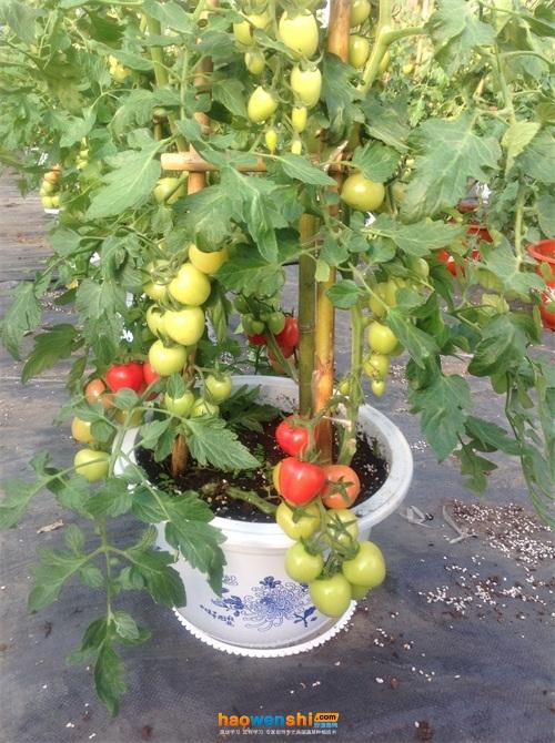 甜心8号番茄用多大盆种「甜心番茄怎么种植的图片大全」 甜心8号番茄用多大盆种「甜心番茄怎么种植的图片大全」 种植技巧