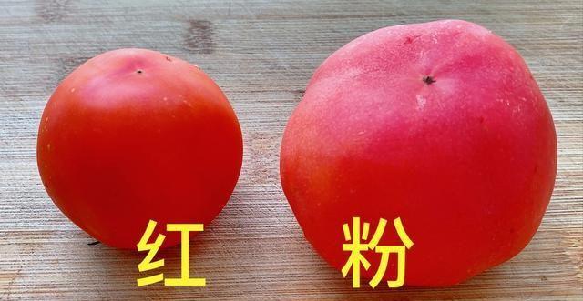 粉果和西红柿的区别「粉果番茄什么品种好」 粉果和西红柿的区别「粉果番茄什么品种好」 种植技巧