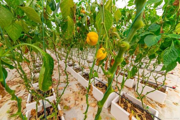 种好番茄和黄瓜需要做好哪些事「番茄黄瓜阳台怎么种植视频」 种好番茄和黄瓜需要做好哪些事「番茄黄瓜阳台怎么种植视频」 农业常识