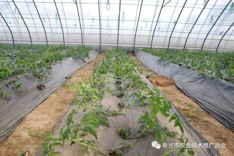 种植番茄施肥全过程「番茄单行种植怎么施底肥呢」 种植番茄施肥全过程「番茄单行种植怎么施底肥呢」 番茄病虫害防治