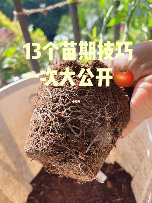 番茄苗可以施羊粪吗「羊粪种西红柿好吗」 番茄苗可以施羊粪吗「羊粪种西红柿好吗」 种植技巧