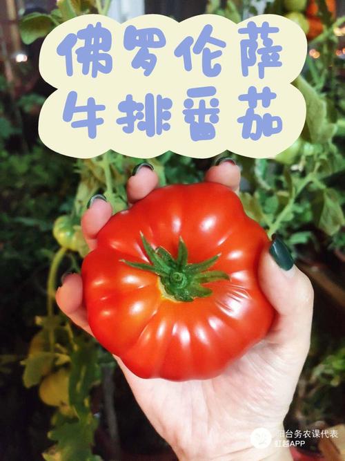 牛排西红柿能够留种吗「牛排番茄怎么种植视频」 牛排西红柿能够留种吗「牛排番茄怎么种植视频」 农业常识