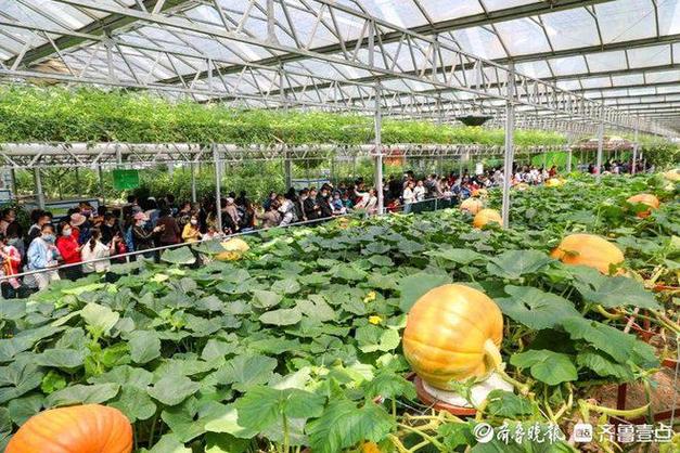 2021年寿光博览会开幕式「番茄种植展会方案怎么写的」 2021年寿光博览会开幕式「番茄种植展会方案怎么写的」 植物种类