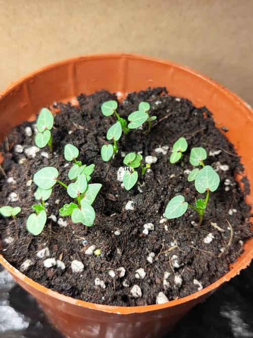 小番茄种子种植方法「小番茄种子怎么发芽种植视频」 小番茄种子种植方法「小番茄种子怎么发芽种植视频」 番茄种植技巧
