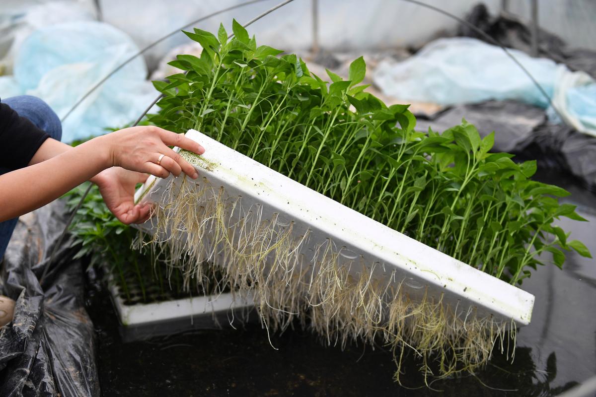 水上蔬菜种植方法「可水培的蔬菜种植技巧视频」 水上蔬菜种植方法「可水培的蔬菜种植技巧视频」 番茄病虫害防治