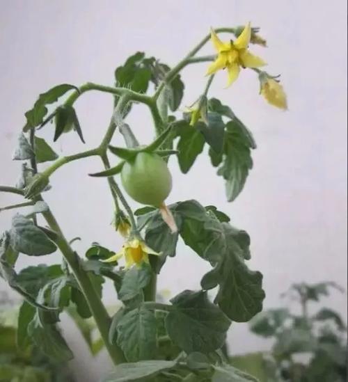 小番茄是怎么摆碗的「番茄薄片怎么种植的视频」 小番茄是怎么摆碗的「番茄薄片怎么种植的视频」 种植技巧