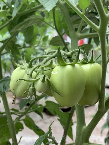 辣椒和西红柿能一起种吗？需要注意什么「青椒番茄怎么种植方法视频」 辣椒和西红柿能一起种吗？需要注意什么「青椒番茄怎么种植方法视频」 种植技巧