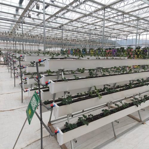 芫荽籽应该如何进行种植「番茄水管怎么种植好看」 芫荽籽应该如何进行种植「番茄水管怎么种植好看」 土壤施肥