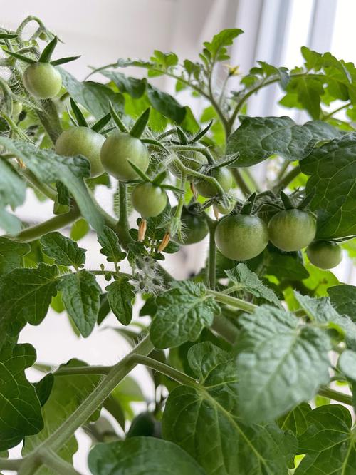 矮生番茄生长过程「怎么种植矮番茄视频」 矮生番茄生长过程「怎么种植矮番茄视频」 种植技巧