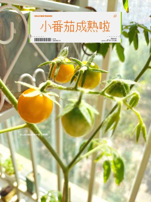 花生茬种西红柿行吗,我的西红柿为什么不爱长「花生番茄怎么种植方法」 农业常识 花生茬种西红柿行吗,我的西红柿为什么不爱长「花生番茄怎么种植方法」 花生茬种西红柿行吗,我的西红柿为什么不爱长「花生番茄怎么种植方法」 农业常识