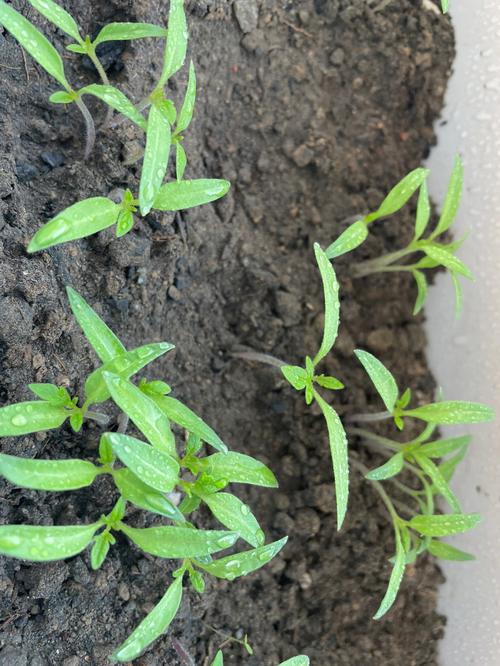 冬季番茄种子多久发芽「冬季小番茄怎么种植视频」 冬季番茄种子多久发芽「冬季小番茄怎么种植视频」 农业常识