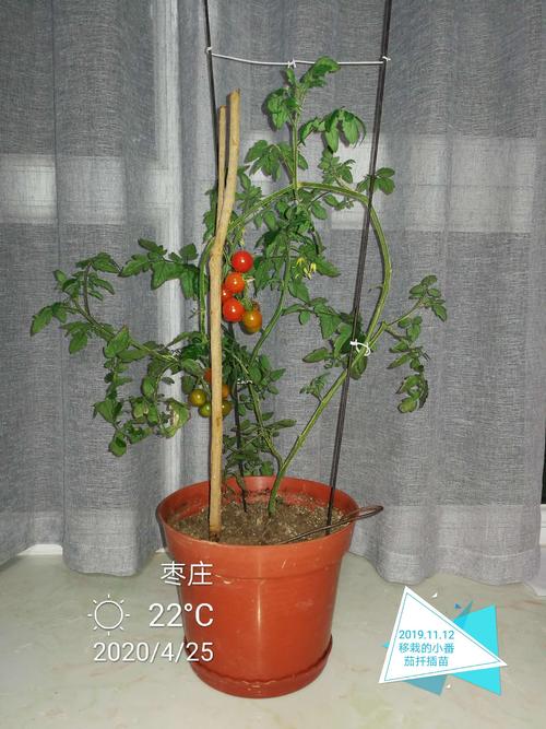 幼儿园可养殖的植物盆栽「吊篮盆栽番茄怎么种植视频」 幼儿园可养殖的植物盆栽「吊篮盆栽番茄怎么种植视频」 番茄病虫害防治