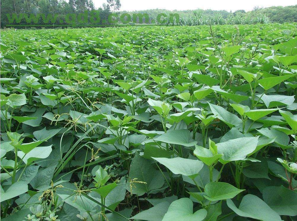 沙土地种植红薯如何管理才能做到优质、高产「沙地种植番茄怎么浇水视频」 沙土地种植红薯如何管理才能做到优质、高产「沙地种植番茄怎么浇水视频」 番茄种植技巧
