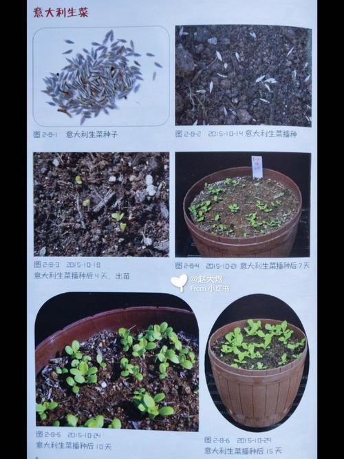 生菜如何种植和进行田间管理「田间蔬菜种植技巧和方法」 生菜如何种植和进行田间管理「田间蔬菜种植技巧和方法」 番茄病虫害防治