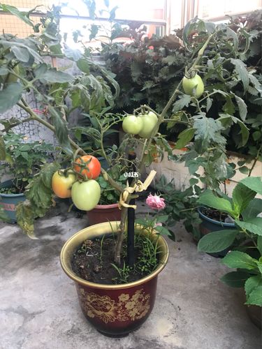西红柿和黄瓜可以间套种植吗？蔬菜间套种植的注意要点有哪些「番茄青瓜怎么种植方法视频」 西红柿和黄瓜可以间套种植吗？蔬菜间套种植的注意要点有哪些「番茄青瓜怎么种植方法视频」 农业常识
