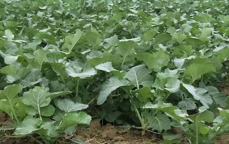 种植油菜，使用移栽法如何培育壮苗呢「蔬菜种植技巧油菜图片」 种植油菜，使用移栽法如何培育壮苗呢「蔬菜种植技巧油菜图片」 农业常识