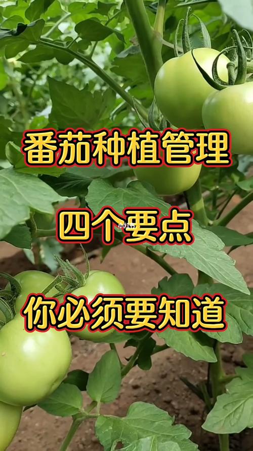 西红柿怎么种植和管理「番茄种植怎么养护和管理视频」 西红柿怎么种植和管理「番茄种植怎么养护和管理视频」 番茄病虫害防治