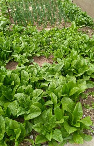 马上入冬了，南方的农村菜园子里适合栽种哪些蔬菜「100种蔬菜种植技巧图片」 马上入冬了，南方的农村菜园子里适合栽种哪些蔬菜「100种蔬菜种植技巧图片」 番茄种植技巧