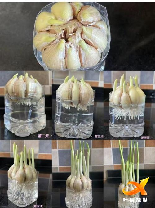 蔬菜种植，种植大蒜的细节，怎样才能做好「蔬菜种植技巧素材图片大全」 蔬菜种植，种植大蒜的细节，怎样才能做好「蔬菜种植技巧素材图片大全」 种植技巧