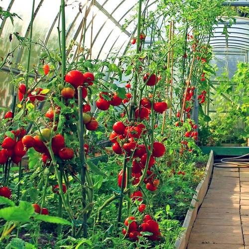 小西红柿怎么种植结果又多又甜「番茄怎么种植纯甜的」 小西红柿怎么种植结果又多又甜「番茄怎么种植纯甜的」 种植技巧