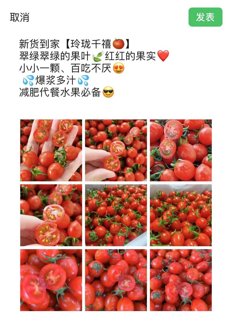 关于番茄的歌「番茄种植音乐怎么写文案」 关于番茄的歌「番茄种植音乐怎么写文案」 植物种类