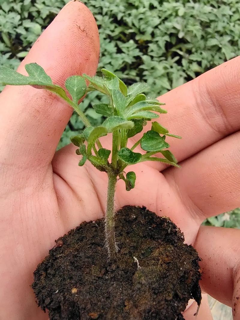 番茄苗种植方法「番茄花苗怎么种植的视频」 种植技巧 番茄苗种植方法「番茄花苗怎么种植的视频」 番茄苗种植方法「番茄花苗怎么种植的视频」 种植技巧