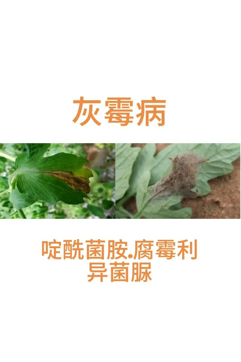 西红柿不用农药如何防虫「阳台种植的番茄怎么防虫害」 西红柿不用农药如何防虫「阳台种植的番茄怎么防虫害」 番茄病虫害防治