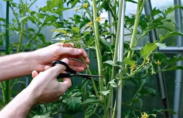 番茄打杈和整枝技巧「番茄种植地怎么整枝的」 番茄打杈和整枝技巧「番茄种植地怎么整枝的」 植物种类
