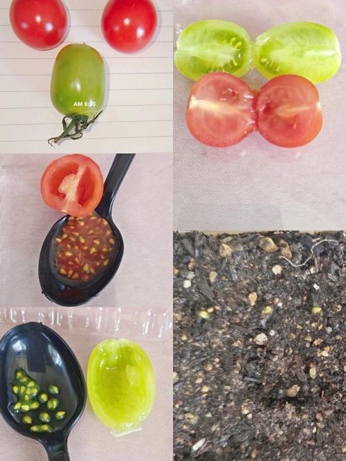 促进儿童长高的青菜「荠菜怎么种植小番茄苗子视频」 促进儿童长高的青菜「荠菜怎么种植小番茄苗子视频」 种植技巧