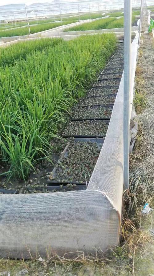 有谁能告诉我怎么养殖青蛙，一亩田能养多少「水草怎么种植小番茄文案短句」 有谁能告诉我怎么养殖青蛙，一亩田能养多少「水草怎么种植小番茄文案短句」 花朵知识