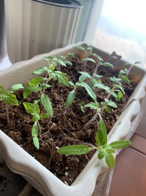 夏茬番茄遇见多雨天气怎么管理产量能高「番茄水管怎么种植的视频」 夏茬番茄遇见多雨天气怎么管理产量能高「番茄水管怎么种植的视频」 番茄种植技巧