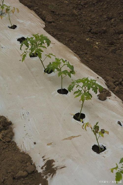 西红柿的种植与管理「番茄树怎么样种植视频」 西红柿的种植与管理「番茄树怎么样种植视频」 农业常识