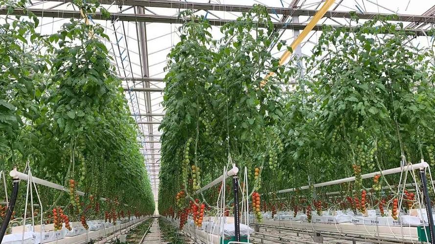 大棚番茄高效栽培技术「怎么种植大棚番茄视频」 大棚番茄高效栽培技术「怎么种植大棚番茄视频」 番茄病虫害防治