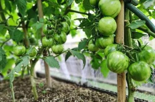 露天种植西红柿怎样搭架子「室外怎么种植番茄树呢视频」 露天种植西红柿怎样搭架子「室外怎么种植番茄树呢视频」 花朵知识