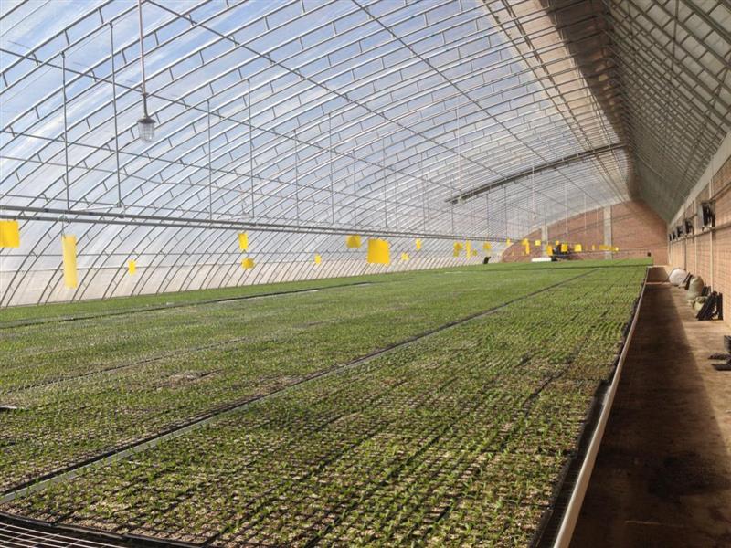 番茄栽培，番茄穴盘育苗技术要点有哪些「夏天怎么种植小番茄种子呢」 番茄栽培，番茄穴盘育苗技术要点有哪些「夏天怎么种植小番茄种子呢」 番茄病虫害防治