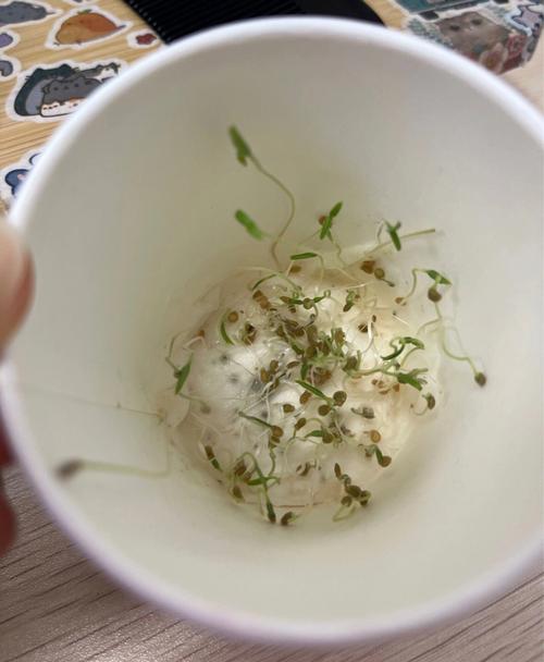怎么让小番茄的种子（籽）在水里发芽「番茄种子怎么水培种植视频」 怎么让小番茄的种子（籽）在水里发芽「番茄种子怎么水培种植视频」 农业常识