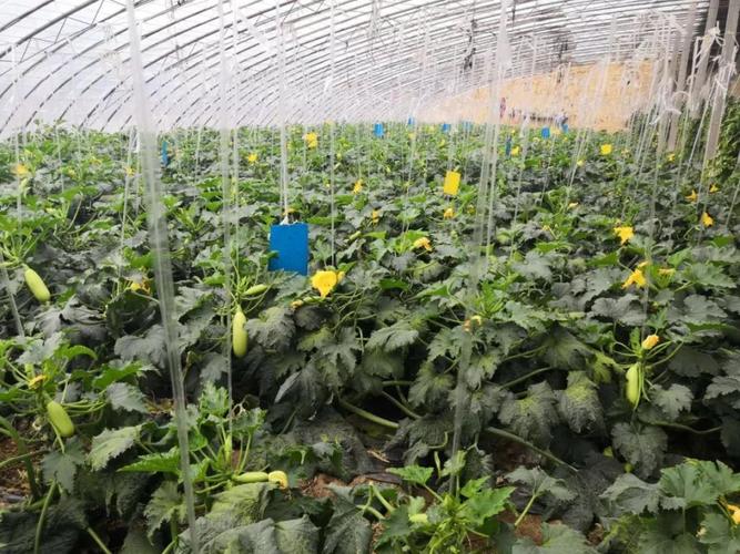 春季露地种植西葫芦需要什么技术「矮杆番茄种子怎么种植视频」 春季露地种植西葫芦需要什么技术「矮杆番茄种子怎么种植视频」 土壤施肥