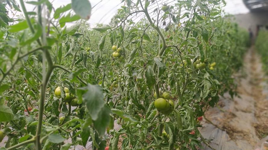 大棚种植番茄技术「大棚水果大番茄怎么种植视频」 大棚种植番茄技术「大棚水果大番茄怎么种植视频」 番茄种植技巧