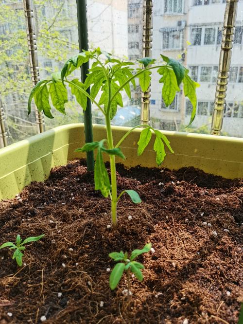 西红柿种子需要泡了在种吗「用种植袋种番茄怎么种植视频」 土壤施肥 西红柿种子需要泡了在种吗「用种植袋种番茄怎么种植视频」 西红柿种子需要泡了在种吗「用种植袋种番茄怎么种植视频」 土壤施肥