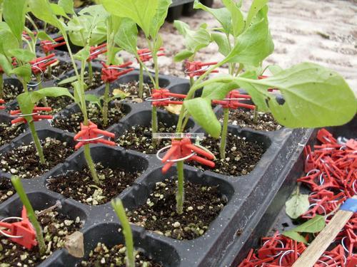 西红柿可以嫁接南瓜方法「种植番茄南瓜怎么种植视频」 西红柿可以嫁接南瓜方法「种植番茄南瓜怎么种植视频」 植物种类