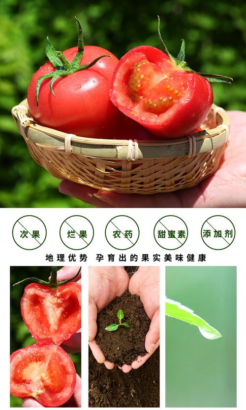王刚西红柿炖排骨「南德番茄种子怎么种植视频」 王刚西红柿炖排骨「南德番茄种子怎么种植视频」 花朵知识