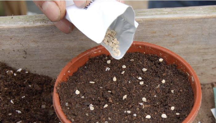 自己留的西红柿下一年可以作种子吗「番茄怎么留种子种植视频」 自己留的西红柿下一年可以作种子吗「番茄怎么留种子种植视频」 花朵知识