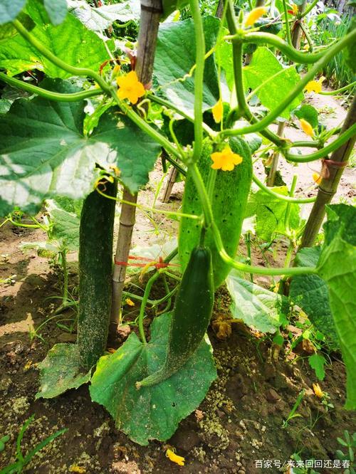 夏天时，农村的菜园子里还可以种植哪些蔬菜「夏季蔬菜种植搭配技巧视频」 夏天时，农村的菜园子里还可以种植哪些蔬菜「夏季蔬菜种植搭配技巧视频」 花朵知识