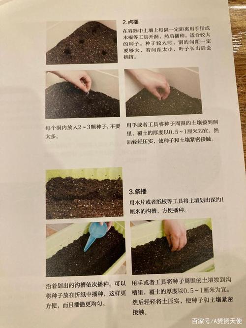 扦插苗移栽后多久可以施肥「蔬菜种植扦插技巧图解视频」 扦插苗移栽后多久可以施肥「蔬菜种植扦插技巧图解视频」 种植技巧