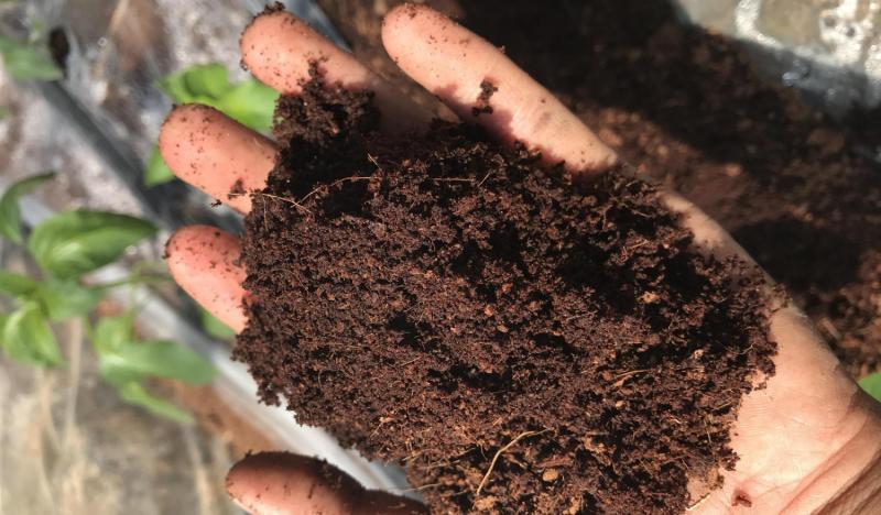 番茄土壤要求「番茄种植土怎么配比」 番茄土壤要求「番茄种植土怎么配比」 植物种类