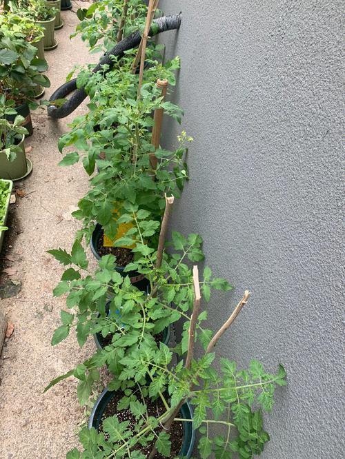 小满以后还能种冬瓜吗「浇头茄子番茄怎么种植视频」 小满以后还能种冬瓜吗「浇头茄子番茄怎么种植视频」 番茄种植技巧