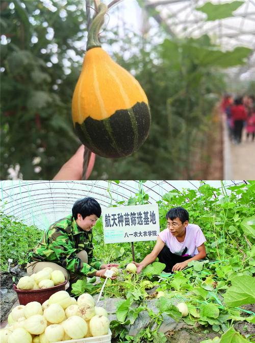 太空育种的原理是什么「太空番茄怎么种植技术视频」 太空育种的原理是什么「太空番茄怎么种植技术视频」 番茄病虫害防治