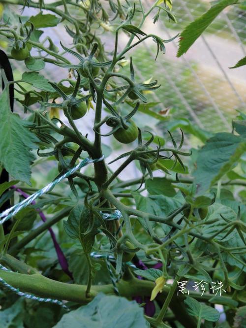 黑珍珠番茄如何在家盆栽种植「摘黄珍珠番茄怎么种植视频」 黑珍珠番茄如何在家盆栽种植「摘黄珍珠番茄怎么种植视频」 花朵知识