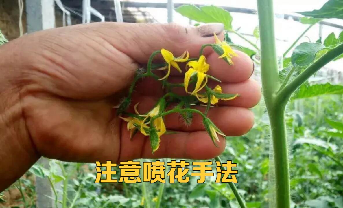 小番茄怎么人工授粉「家种小番茄怎么授粉」 小番茄怎么人工授粉「家种小番茄怎么授粉」 土壤施肥